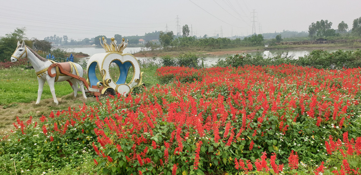 Thay vì trồng cây ăn quả, chủ nhân của bãi đất đã trồng hoa để dựng lên điểm du lịch, tham quan không phép.