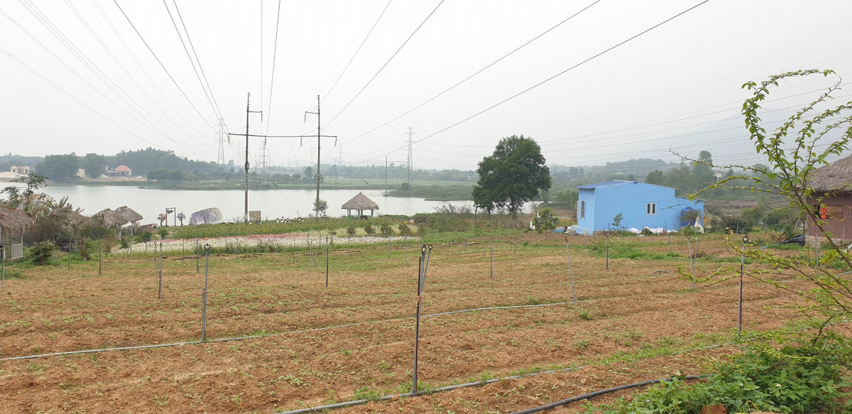 Ông Nguyễn Văn Tâm, Chủ tịch UBND xã Hồng Thái Đông, thị xã Đông Triều cho biết, diện tích đất trồng cây đã được một người dân thuê lại và dựng lên vườn hoa, điểm du lịch không phép. Tuy nhiên, do ảnh hưởng của dịch COVID-19 nên vườn hoa đã "chết".