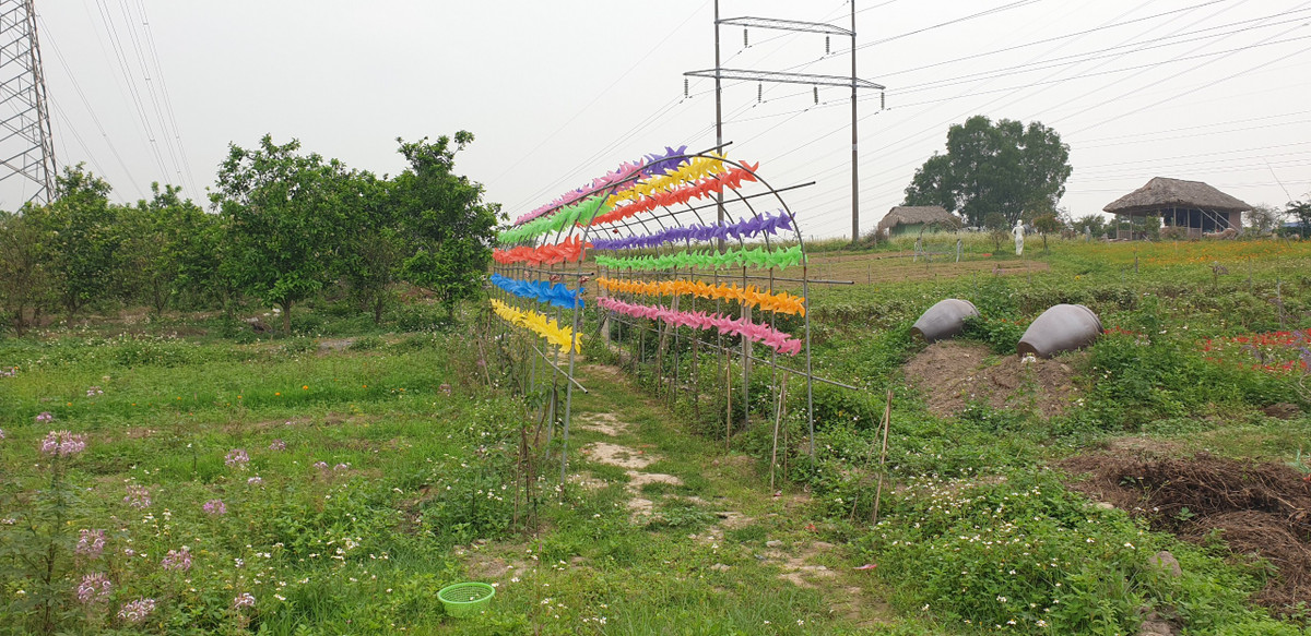 Những cây cam, bưởi hiếm hoi còn sót lại sau khi chủ đất tự phá bỏ để trồng hoa.