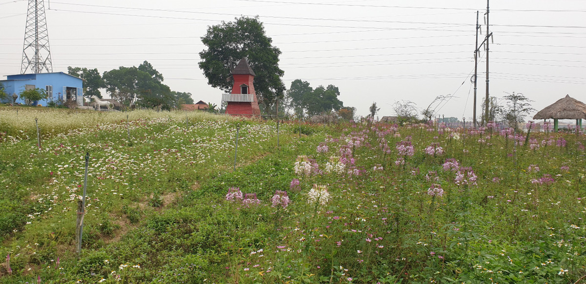 Trên đất trồng cây, chủ đất cũng đã xây 2 căn nhà kiên cố để phục vụ điểm du lịch tự phát.