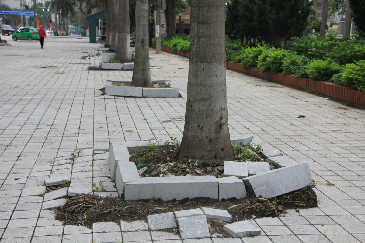 Toàn bộ các viên đá quây và đá lát vỉa hè nằm cạnh cây xanh đều bị trồi lên.
