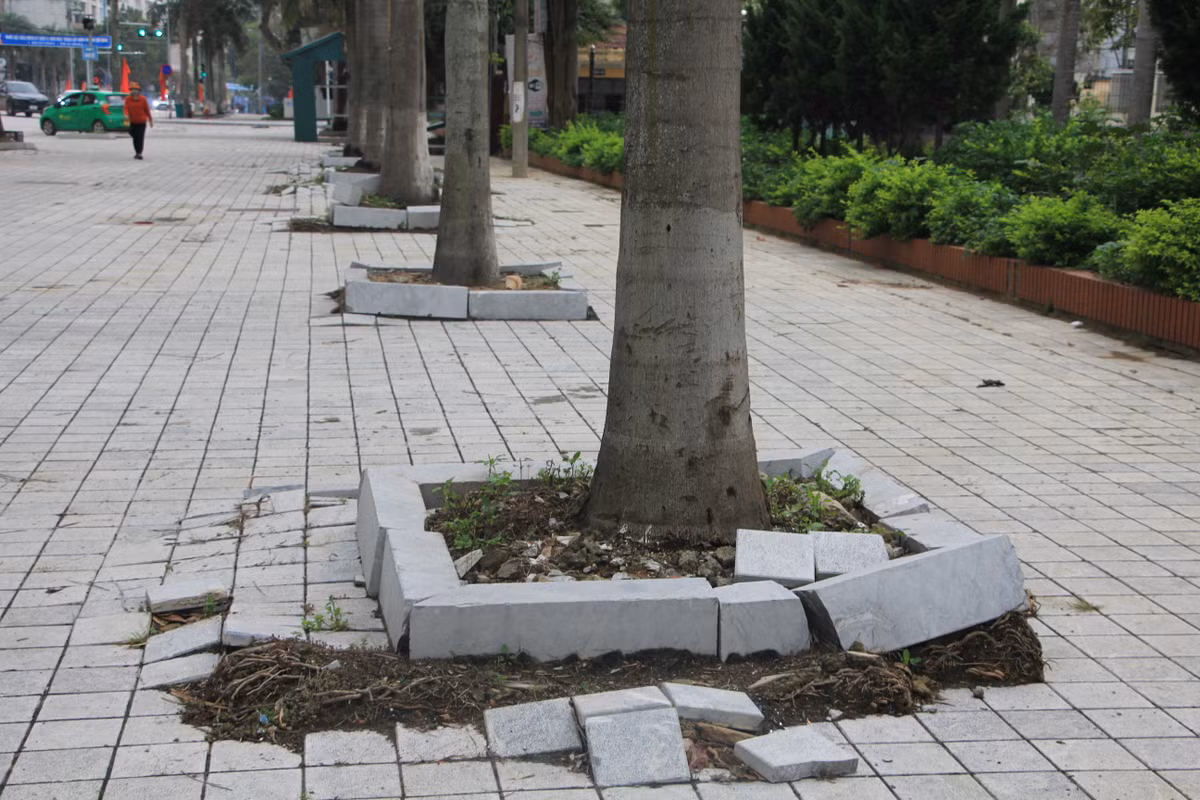 Toàn bộ các viên đá quây và đá lát vỉa hè nằm cạnh cây xanh đều bị trồi lên.