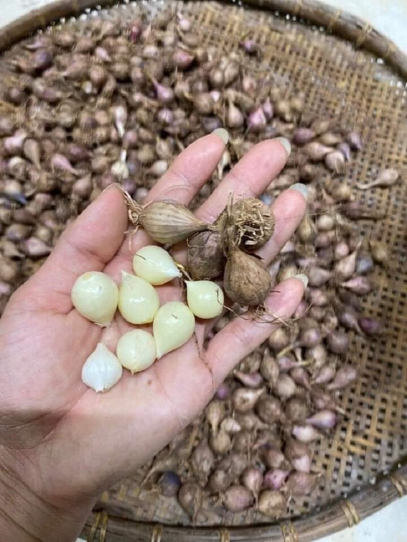 Toi co don Son La moi nam chi co mot vu khien chi em do xo tim mua-Hinh-4