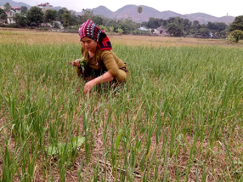 Toi co don Son La moi nam chi co mot vu khien chi em do xo tim mua-Hinh-3