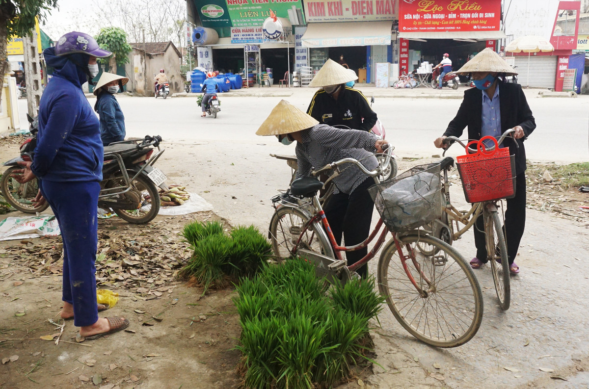 Nho lua non ban nhu rau, nong dan 'bo tui' ca tram ngan dong moi ngay-Hinh-2