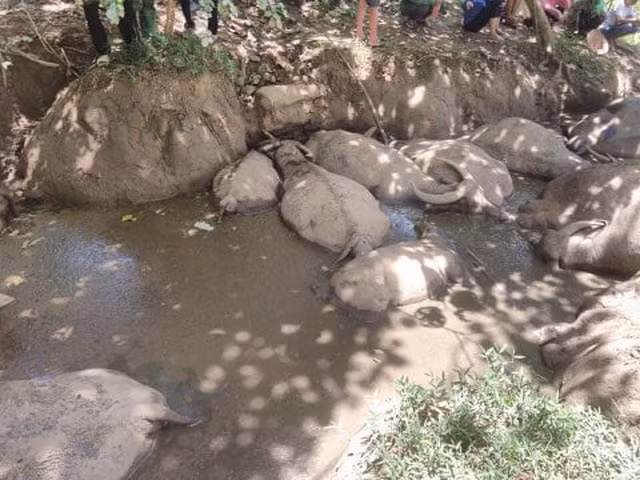 Dan hoang mang vi hang chuc con trau bong dung lan dung ra chet