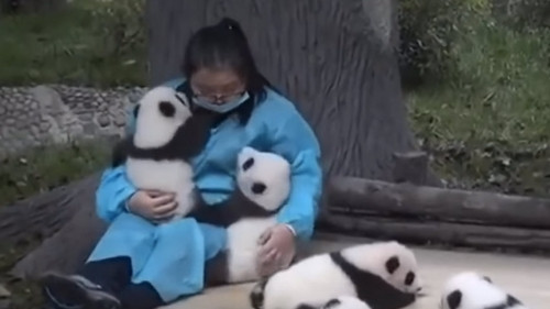 Theo thông tin tuyển dụng thì đây quả là một việc nhẹ nhàng mà lương cao ngất.