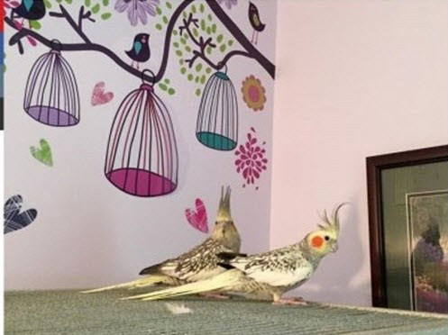 Hình ảnh đôi chim vô cùng xinh đẹp và thông minh sau 6 tháng được ông Kail nuôi dưỡng