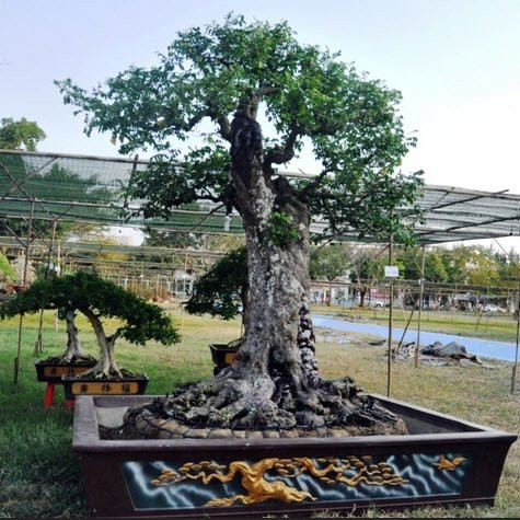 Cũng theo chủ vườn kiểng Nam bộ, hai cây khế tính cả chậu phải nặng gần 3 tấn và phải hơn 1,2 tỷ đồng mới đồng ý bán