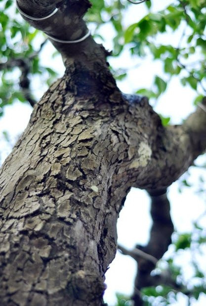 Vết sần sù trên thân cây khế