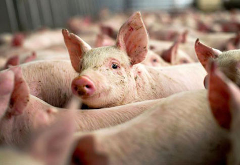 Lợn (Đức): Tại Đức, những chú lợn được xem là biểu tượng của giàu sang, mang ý nghĩa rằng gia chủ không bao giờ rơi vào cảnh đói nghèo.