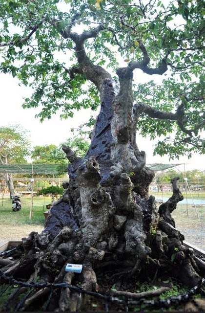 Theo chủ vườn kiểng Nam bộ, hai cây khế có đầu voi đuôi chuột được mua của lại của người dân ở tỉnh Bến Tre. Ban đầu, mua về cây chưa có hình dáng gì nhưng sau 10 năm “nuôi” hai cây khế đã ra hình.