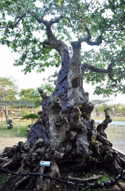 Theo chủ vườn kiểng Nam bộ, hai cây khế có đầu voi đuôi chuột được mua của lại của người dân ở tỉnh Bến Tre. Ban đầu, mua về cây chưa có hình dáng gì nhưng sau 10 năm “nuôi” hai cây khế đã ra hình.