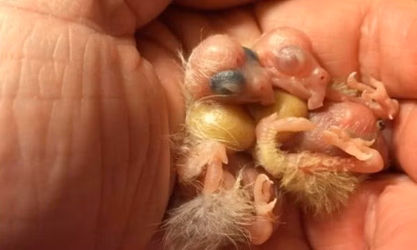 Hai con chim xấu "ma chê quỷ hờn" lúc còn nhỏ