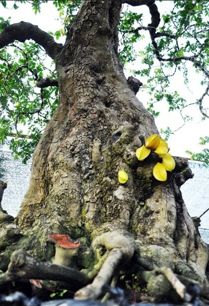 Phần gốc, thân có nhiều vết u hằn lên ở mỗi nhánh đều ra quả và đã chín vàng.