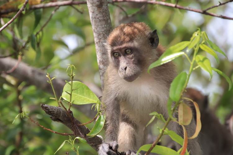 Thức ăn chủ yếu là quả, hạt, nõn cây, lá và động vật như côn trùng, ếch, nhái, cua… Chúng hoạt động vào ban ngày và trên cây. (Ảnh: Yayasan Konservasi Pesisir Indonesia)
