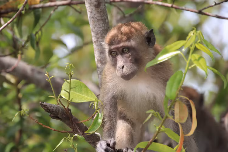 Thức ăn chủ yếu là quả, hạt, nõn cây, lá và động vật như côn trùng, ếch, nhái, cua… Chúng hoạt động vào ban ngày và trên cây. (Ảnh: Yayasan Konservasi Pesisir Indonesia)