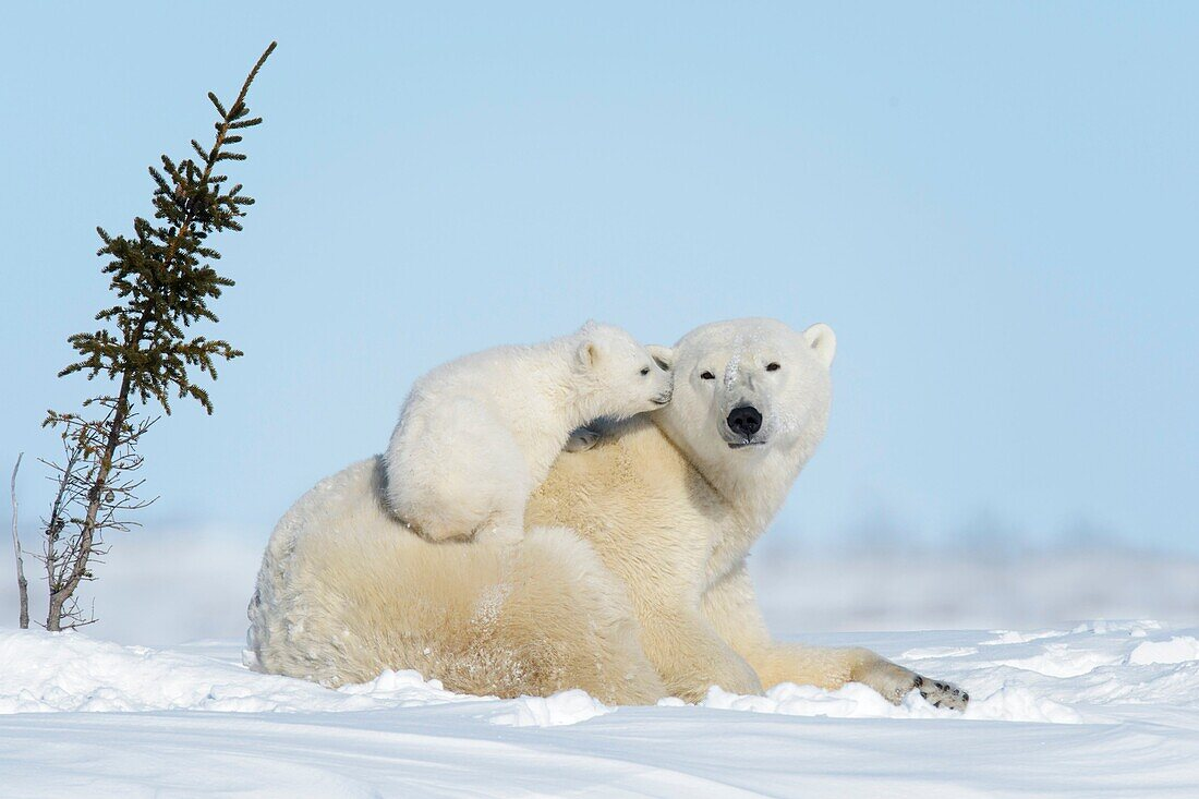 2. Gấu Bắc Cực: Gấu Bắc Cực cái mang thai trong khoảng 8 tháng và phải nhịn ăn suốt mùa đông để bảo vệ và nuôi dưỡng con non trong hang. Sau khi sinh, gấu mẹ tiếp tục chăm sóc và dạy dỗ con cách săn mồi và sinh tồn trong điều kiện khắc nghiệt của Bắc Cực.(Ảnh: Image Professionals)