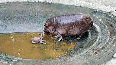 3. Hà mã: Hà mã mẹ là những bà mẹ bảo vệ tuyệt vời. Với môi trường sống nguy hiểm ở châu Phi, các bà mẹ hà mã luôn giữ một mắt cho con mình, sẵn sàng tấn công bất kỳ kẻ săn mồi nào lại gần. Trong những tháng đầu đời, con non luôn ở gần mẹ, thậm chí còn được mẹ dạy cách lặn dưới nước và giao tiếp với nhau thông qua tiếng kêu dưới nước. (Ảnh: Times of India)