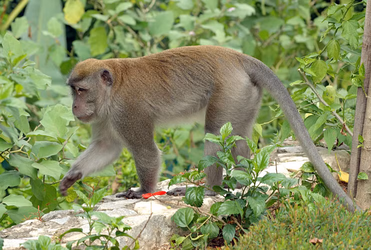 Khỉ đuôi dài có đuôi dài gần bằng hoặc hơn chiều dài cơ thể. Chúng là loài có đuôi dài nhất. (Ảnh: CABI Digital Library)