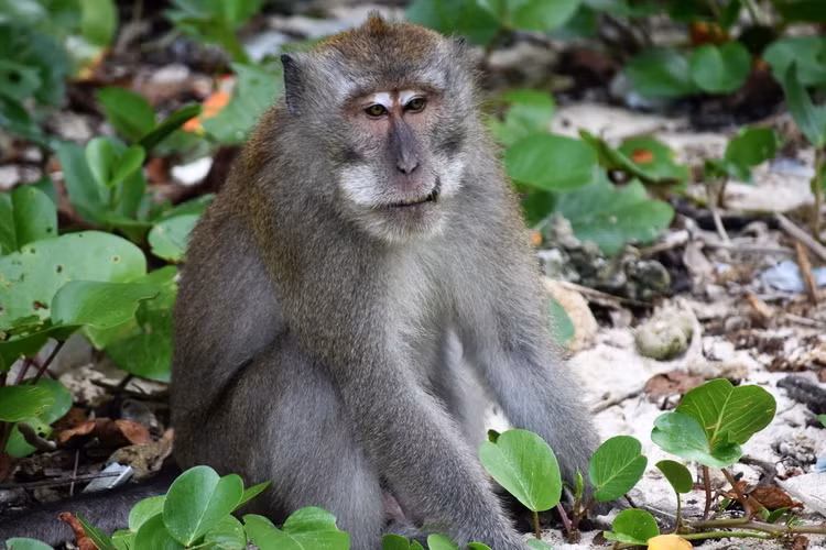 Khỉ đuôi dài có tên khoa học là Macaca fascicularis, thuộc nhóm IIB trong danh mục động vật rừng nguy cấp quý hiếm (Nghị định 84/2021/NĐ-CP).(Ảnh: iNaturalist)