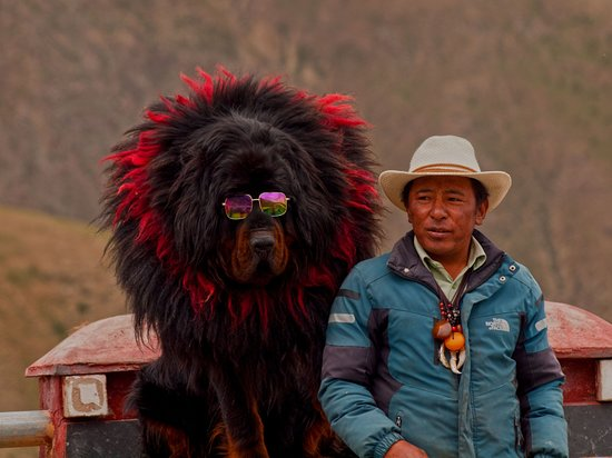 Tại Việt Nam, giá chó ngao Tây Tạng dao động từ 25 - 40 triệu đồng/con, tùy thuộc vào độ tuổi và độ thuần chủng. (Ảnh: Tripadvisor)