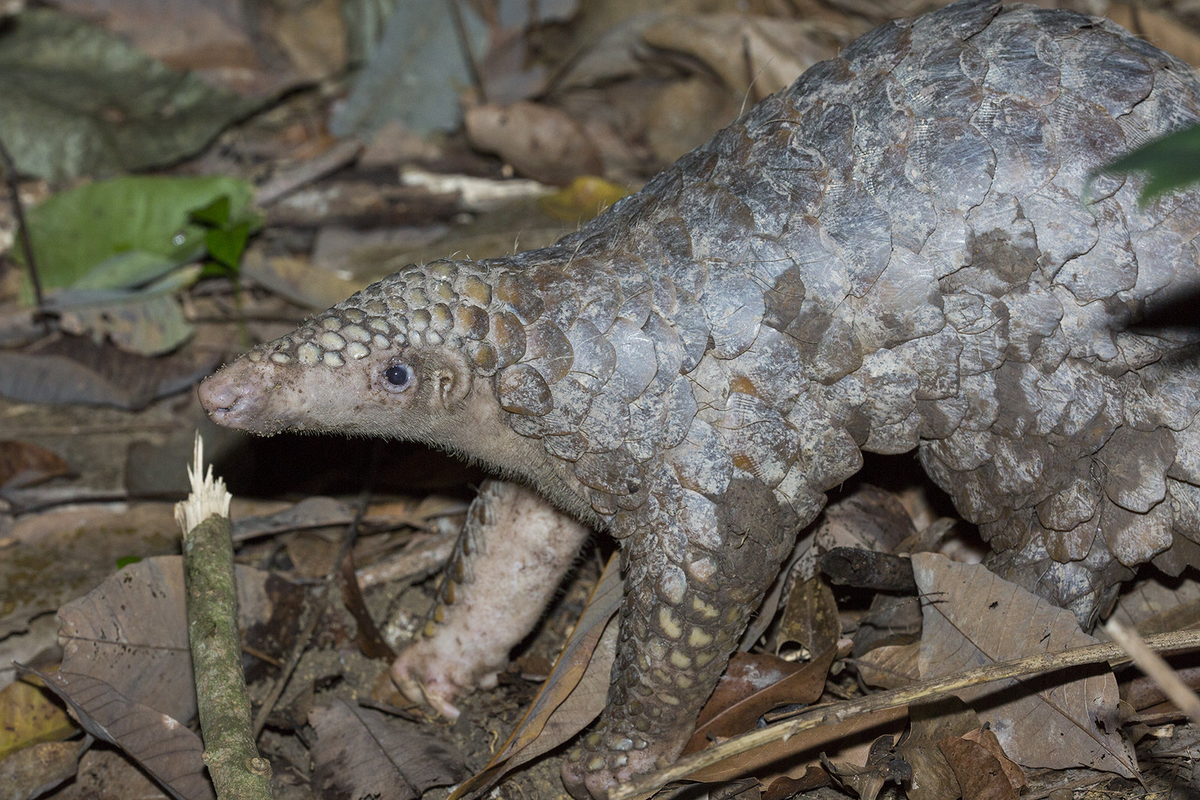 Chế độ ăn của tê tê Java chủ yếu là kiến và mối. Với chiếc lưỡi dài và dính, chúng dễ dàng bắt được những con mồi nhỏ này. Chúng cũng có móng vuốt sắc bén để đào bới tổ kiến và tổ mối. Sự phụ thuộc vào một loại thức ăn cụ thể làm cho tê tê Java trở thành loài rất nhạy cảm với sự thay đổi của môi trường sống.(Ảnh: DNA Zoo)