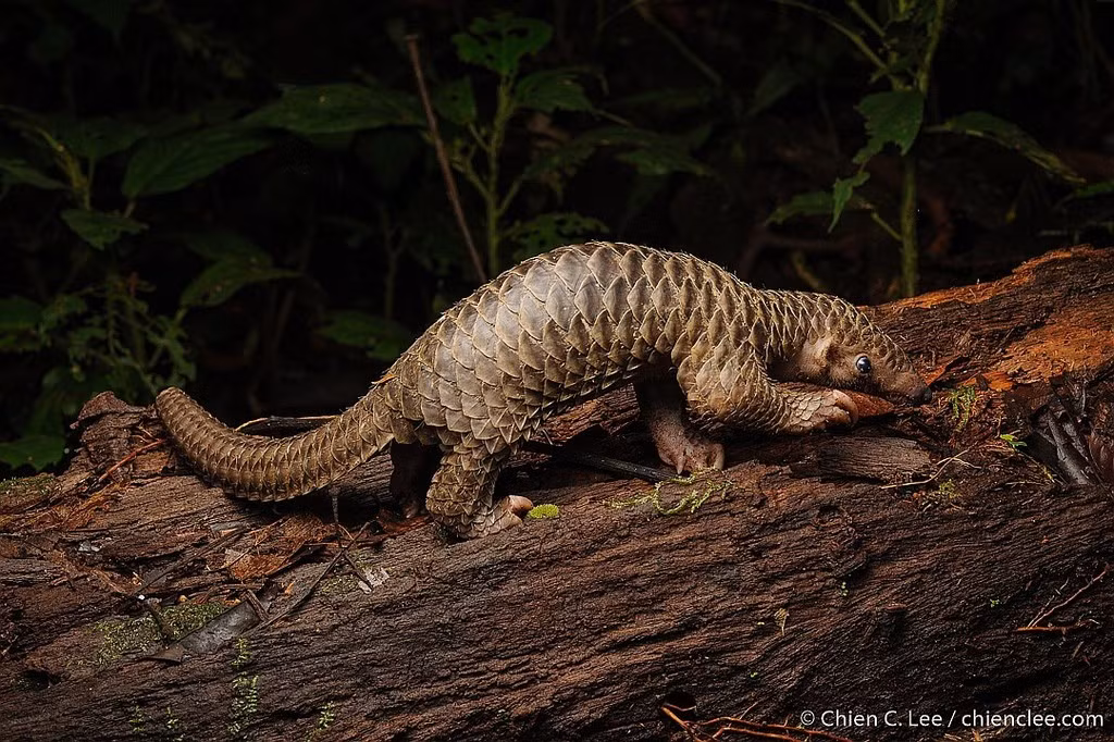 Hơn nữa, sự phá hủy môi trường sống do khai thác rừng và sự phát triển đô thị cũng đẩy loài tê tê này vào tình trạng nguy cấp. Theo Liên minh Bảo tồn Thiên nhiên Quốc tế (IUCN), tê tê Java được xếp vào danh mục "Cực kỳ nguy cấp" trong Sách đỏ, đòi hỏi các biện pháp bảo vệ nghiêm ngặt để đảm bảo sự tồn tại của chúng.(Ảnh: iNaturalist)