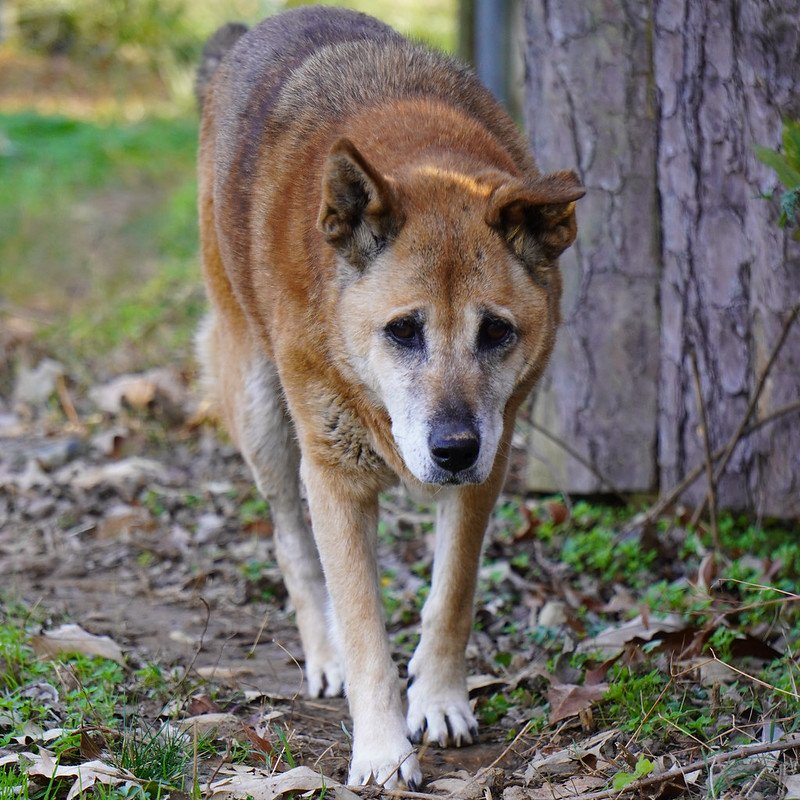 Điểm đặc biệt nhất của NGSD chính là tiếng kêu của chúng. Âm thanh mà chúng phát ra được mô tả như một bản hòa ca, có thể so sánh với tiếng kêu của cá voi lưng gù. Khả năng này không chỉ làm cho NGSD trở nên độc đáo mà còn giúp chúng giao tiếp và xác định lãnh thổ trong môi trường hoang dã.(Ảnh: Carolina Tiger Rescue)