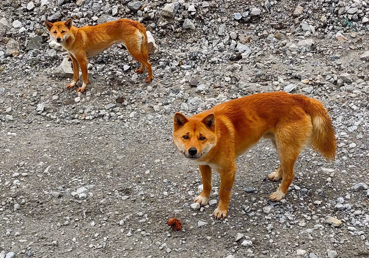 Chó biết hát New Guinea không chỉ là một loài vật quý hiếm mà còn là biểu tượng của sự kiên cường và khả năng thích nghi trong tự nhiên. Hành trình tái sinh của chúng là minh chứng cho sức mạnh của thiên nhiên và tầm quan trọng của việc bảo vệ đa dạng sinh học.(Ảnh: Goku shoes sales)