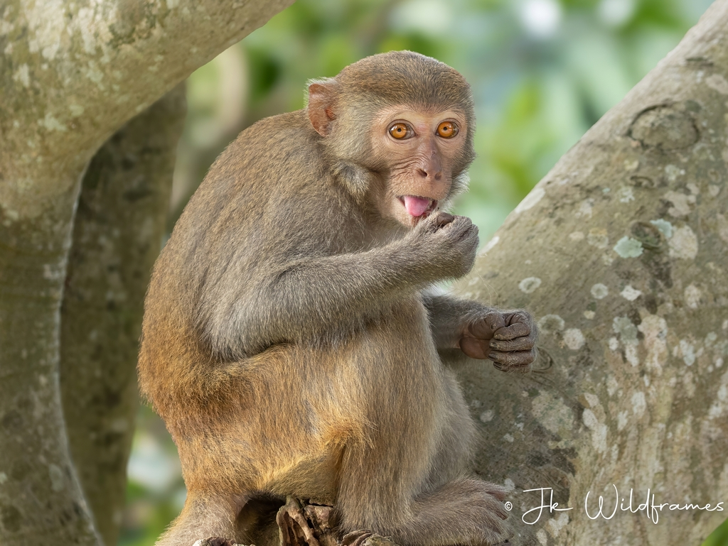 Khỉ vàng có giá trị lớn trong nghiên cứu y học và sản xuất vắc-xin, nhưng số lượng của chúng đã giảm mạnh do săn bắt và mất môi trường sống.(Ảnh: iNaturalist)