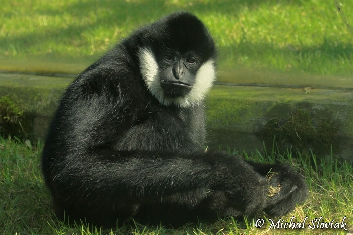 Loài này đang bị đe dọa nghiêm trọng và được xếp vào nhóm cực kỳ nguy cấp trong Danh lục Đỏ của IUCN.(Ảnh: BioLib.cz)