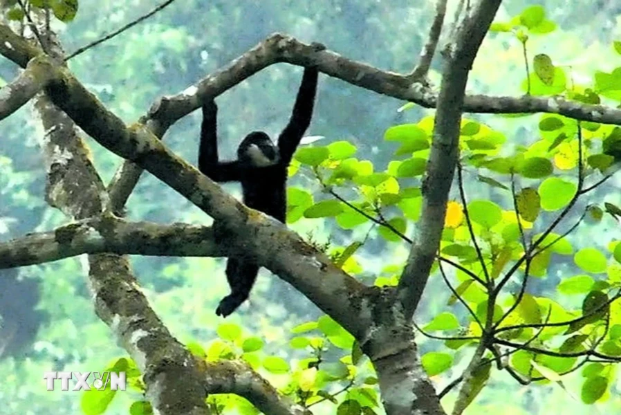 3. Vượn má trắng (Nomascus leucogenys): Vượn má trắng là loài linh trưởng đặc hữu của khu vực Đông Nam Á, bao gồm Việt Nam, Lào và Trung Quốc. Chúng có bộ lông đen với má trắng đặc trưng. Vượn má trắng sống trong các khu rừng già nguyên sinh và có vai trò quan trọng trong hệ sinh thái rừng.(Ảnh: TTXVN)