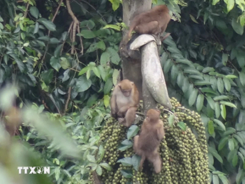 2. Khỉ mốc (Macaca assamensis): Khỉ mốc, hay còn gọi là khỉ mốc miền Đông, có kích thước cơ thể lớn hơn và lông dày hơn so với khỉ vàng. Chúng có bộ lông từ màu vàng xám nhạt đến nâu thẫm, với khuôn mặt thường đỏ và đuôi dài hơn.(Ảnh: TTXVN)