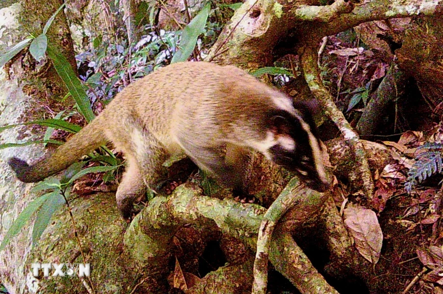4. Cầy vòi mốc (Paguma larvata): Cầy vòi mốc là loài thú ăn thịt nhỏ, sống đơn lẻ trên cây trong các khu rừng nhiệt đới. Chúng có bộ lông màu nâu cam ngả xám, với vệt trắng chạy dài từ đầu xuống mũi và vòng đen quanh mắt. (Ảnh: TTXVN)