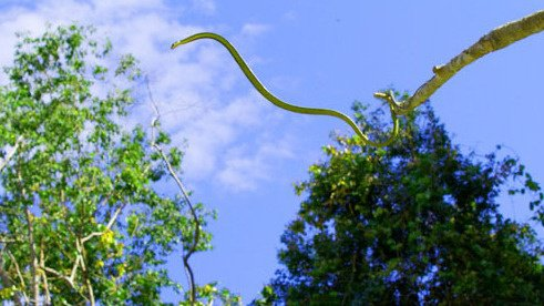 Điều làm Chrysopelea paradisi trở nên đặc biệt chính là khả năng bay lượn giữa các cây cao. Khi rắn này muốn di chuyển từ cây này sang cây khác, nó sẽ tạo ra một vòng cung bằng cách uốn cong thân mình. Sau đó, nó đẩy mình ra khỏi cành cây và tạo ra một chuyển động xoắn, giúp nó lướt đi trong không trung. (Ảnh: Quora)