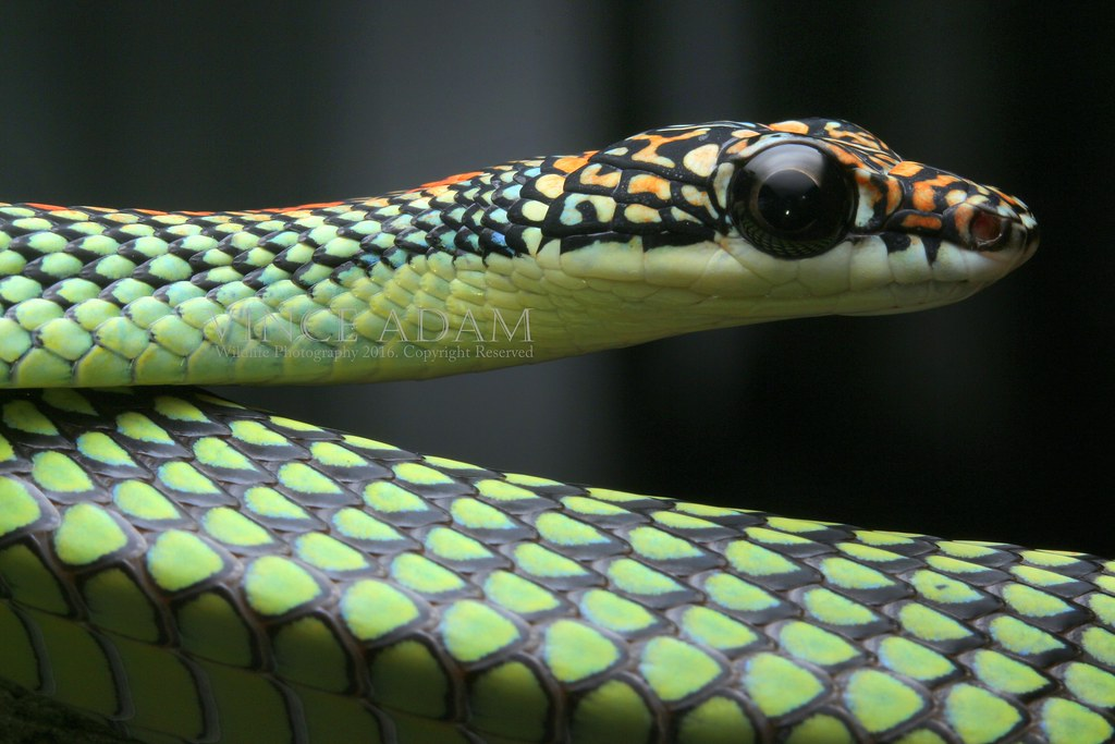 Loài rắn này thường sống trong các khu rừng nhiệt đới và bán nhiệt đới, nơi có nhiều cây cối và thức ăn phong phú. Chrysopelea paradisi là loài săn mồi ăn thịt, chúng thường săn bắt các loài côn trùng, chim nhỏ và các loài thú nhỏ khác. Nhờ khả năng di chuyển nhanh chóng và bay lượn, chúng dễ dàng tiếp cận con mồi từ trên cao và tấn công một cách bất ngờ.(Ảnh: Flickr)