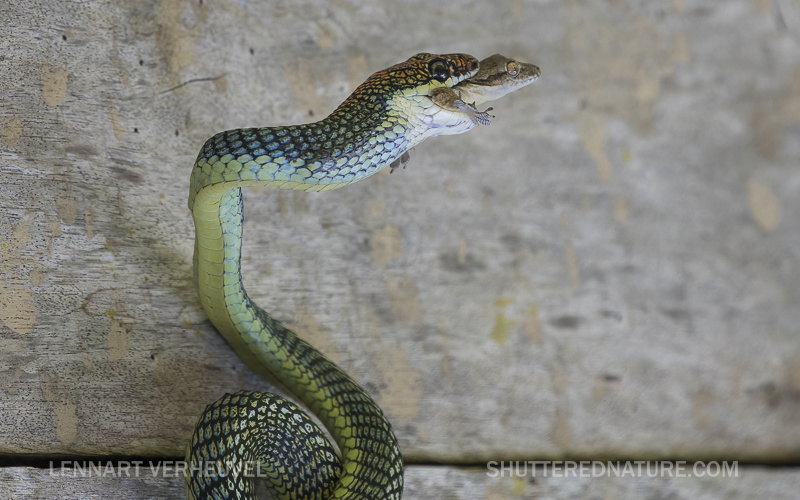Chrysopelea paradisi đóng vai trò quan trọng trong việc duy trì cân bằng hệ sinh thái rừng nhiệt đới. Bằng cách kiểm soát số lượng các loài côn trùng và thú nhỏ, chúng giúp duy trì sự cân bằng của hệ sinh thái. Đồng thời, chúng cũng là một phần của chuỗi thức ăn, trở thành con mồi cho các loài săn mồi lớn hơn như chim ưng và rắn lớn.(Ảnh: Observation.org)