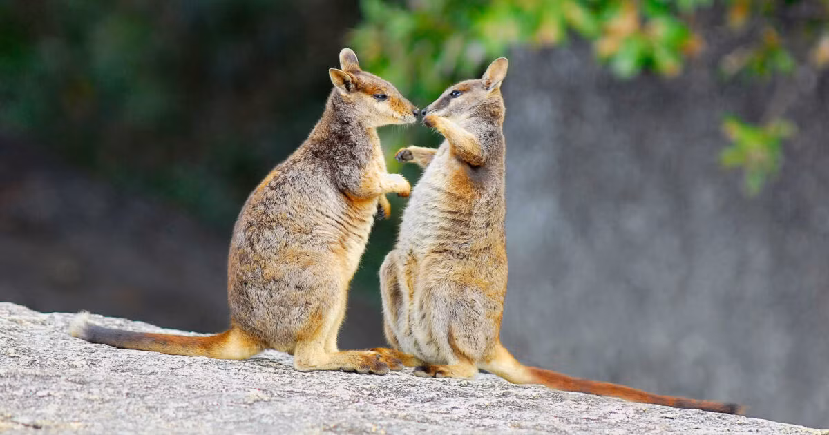 Wallaby thuộc họ Macropodidae, cùng họ với kangaroo và wallaroo. Chúng có kích thước khá đa dạng, từ những loài nhỏ chỉ nặng khoảng 1 kg đến những loài lớn hơn có thể nặng tới 30 kg. Wallaby có đôi chân sau mạnh mẽ, giúp chúng nhảy xa và cao, cùng với chiếc túi trước bụng để mang con non.(Ảnh: Bush Heritage Australia)