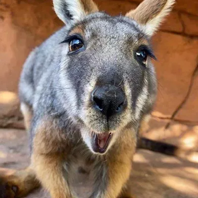 Theo nhà làm phim Tim Whittard, trong thập kỷ qua, số lượng báo cáo về wallabies ở Vương quốc Anh đã tăng lên, và người ta nghĩ rằng một nhóm nhỏ đang sinh sản. Tuy nhiên, vẫn chưa rõ làm thế nào mà loài wallaby này đã xâm nhập vào động vật hoang dã ở Anh. Có giả thuyết cho rằng chúng đã trốn thoát khỏi những người chủ nuôi hoặc bị thả ra một cách cố ý vì lý do không rõ ràng. (Ảnh: WILD LIFE Sydney Zoo)
