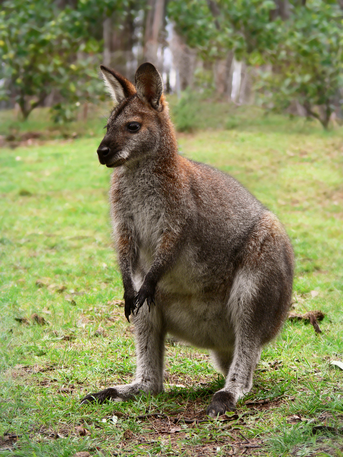 Một số loài wallaby đang đối mặt với nguy cơ tuyệt chủng do mất môi trường sống và săn bắt. Tuy nhiên, nhiều nỗ lực bảo tồn đã được triển khai để bảo vệ loài động vật quý hiếm này. Các khu bảo tồn và chương trình nhân giống đang giúp duy trì và phục hồi quần thể wallaby trong tự nhiên.(Ảnh: Wikipedia)