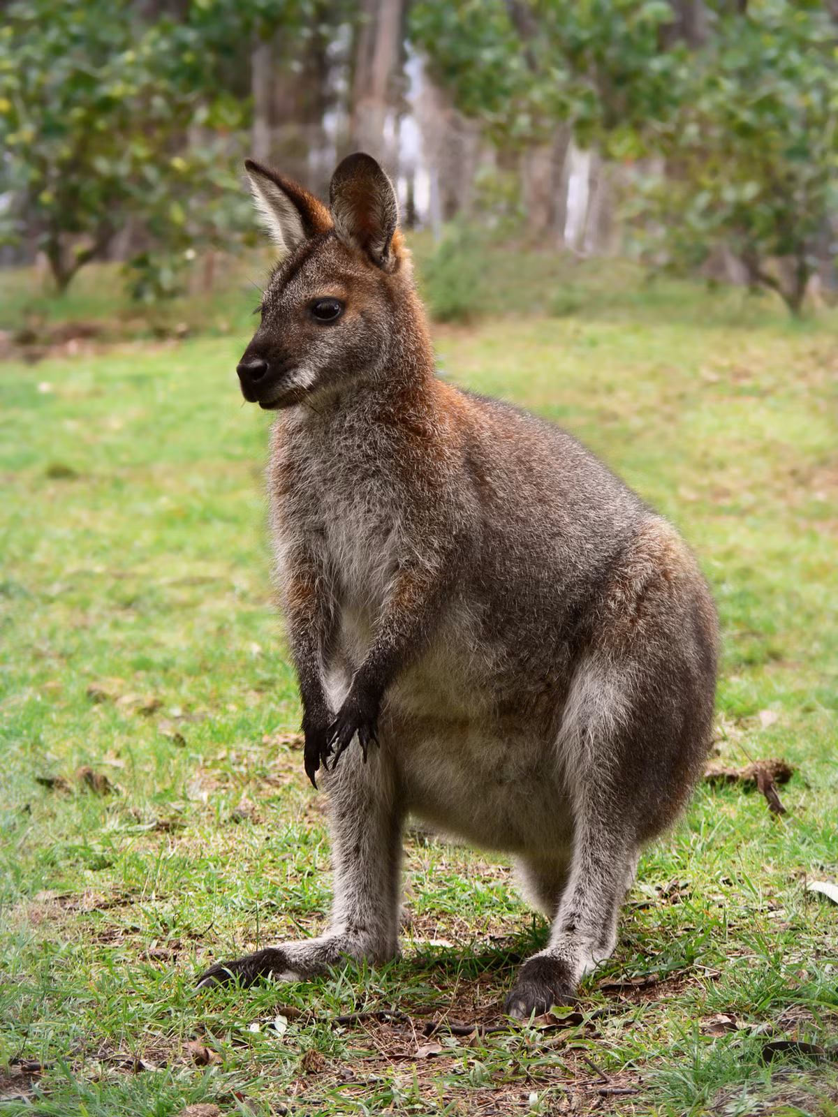 Một số loài wallaby đang đối mặt với nguy cơ tuyệt chủng do mất môi trường sống và săn bắt. Tuy nhiên, nhiều nỗ lực bảo tồn đã được triển khai để bảo vệ loài động vật quý hiếm này. Các khu bảo tồn và chương trình nhân giống đang giúp duy trì và phục hồi quần thể wallaby trong tự nhiên.(Ảnh: Wikipedia)