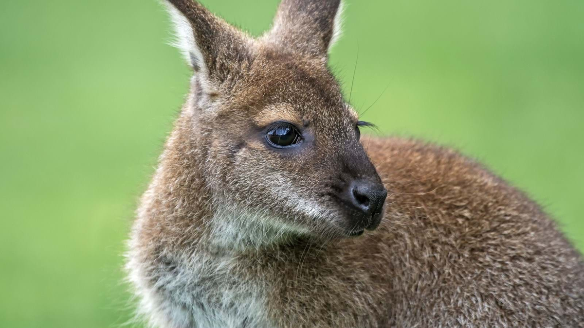 Wallaby là loài bản địa của Úc và New Guinea, nhưng cũng có mặt ở New Zealand, Hawaii, và một số nơi khác do con người du nhập. Chúng thường sống ở các vùng hẻo lánh, núi đá, và những khu vực có địa hình gồ ghề. Một số loài wallaby còn thích nghi tốt với môi trường rừng và đầm lầy.(Ảnh: Yorkshire Wildlife Park)