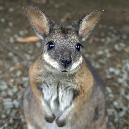 Wallaby là loài động vật ăn cỏ, chủ yếu ăn cỏ, lá cây và quả mọng. Chúng sống theo nhóm nhỏ gọi là “mob” và có tập tính giao tiếp bằng cách ra dấu bằng thị giác và khứu giác. Khi cảm nhận thấy nguy hiểm, wallaby sẽ đứng yên và nhịp chân sau để cảnh báo đồng loại.(Ảnh: St Andrews Wildlife Shelter)