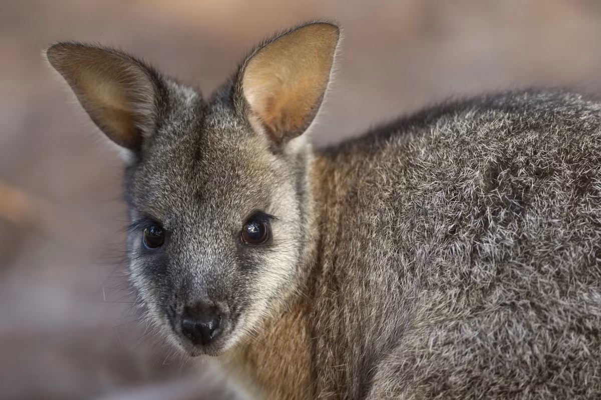 Wallaby không chỉ là một phần quan trọng của hệ sinh thái Úc mà còn là biểu tượng của sự đa dạng sinh học và vẻ đẹp tự nhiên. Việc bảo vệ và bảo tồn loài wallaby không chỉ giúp duy trì sự cân bằng sinh thái mà còn góp phần giữ gìn di sản thiên nhiên quý giá của chúng ta.(Ảnh: Smithsonian Magazine)