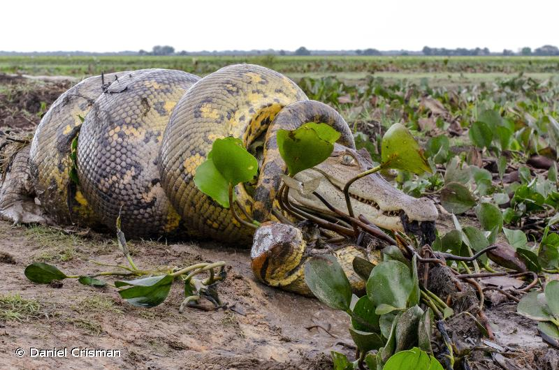 Thức ăn chủ yếu của chúng bao gồm cá, chim, và các loài động vật có vú nhỏ. Đôi khi, chúng cũng săn cả những con mồi lớn như hươu, lợn rừng và thậm chí là cá sấu.(Ảnh: INPN)