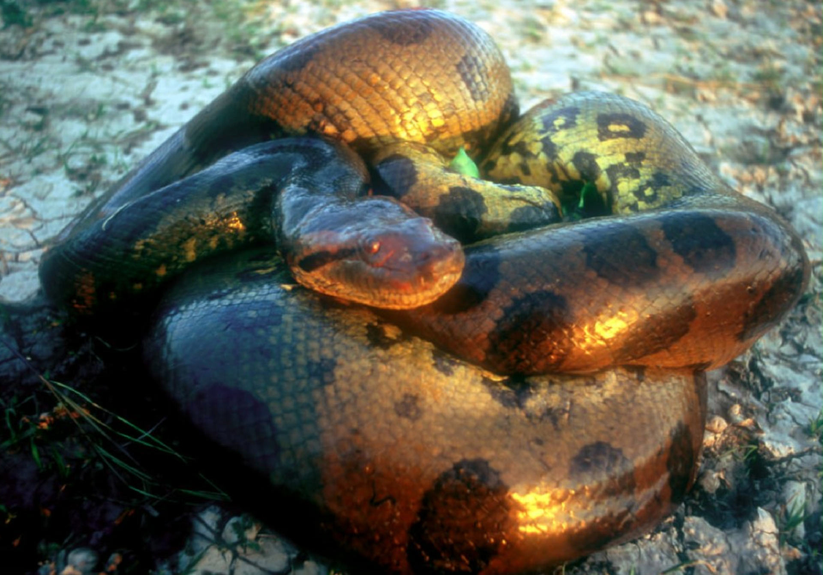 Trăn anaconda, hay còn gọi là trăn Nam Mỹ nước, là một trong những loài rắn lớn nhất và đáng sợ nhất trên thế giới. Với tên khoa học Eunectes, loài trăn này thuộc họ Boidae và được tìm thấy chủ yếu ở các khu vực nhiệt đới của Nam Mỹ.(Ảnh: Sci.News)