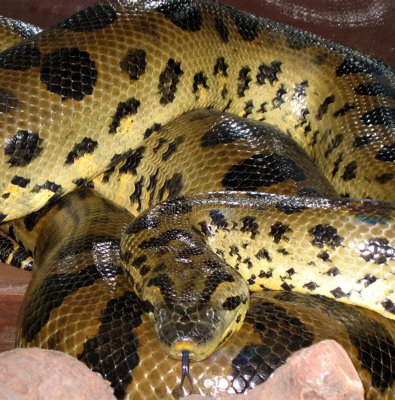 Trăn anaconda không chỉ là một biểu tượng của sự mạnh mẽ và bí ẩn của rừng rậm Nam Mỹ, mà còn là một phần quan trọng của hệ sinh thái nơi chúng sinh sống. Việc hiểu biết và bảo vệ loài trăn này giúp duy trì sự đa dạng sinh học đồng thời góp phần bảo vệ môi trường sống tự nhiên của chúng.(Ảnh: Dreamstime)