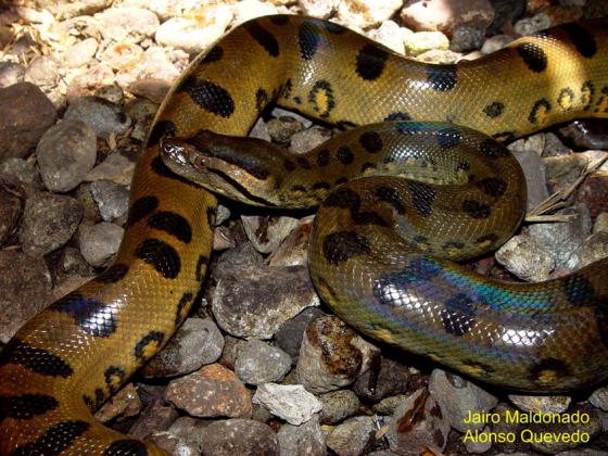 Mặc dù trăn anaconda không nằm trong danh sách các loài nguy cấp, nhưng môi trường sống của chúng đang bị đe dọa bởi sự phá rừng và ô nhiễm môi trường. Việc bảo vệ các khu rừng nhiệt đới và môi trường sống tự nhiên của chúng là rất quan trọng để đảm bảo sự tồn tại của loài rắn khổng lồ này.(Ảnh: The Reptile Database)