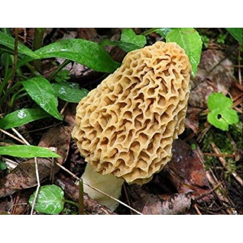 Giá của loại nấm này dao động từ 14.000 đến 15.000 Rupee mỗi kg, tương đương khoảng 4,7 triệu đến 5,5 triệu đồng. Đây là mức giá cao ngất ngưởng, nhưng vẫn được nhiều người săn đón bởi giá trị dinh dưỡng và hương vị độc đáo của nó.(Ảnh: IndiaMART)